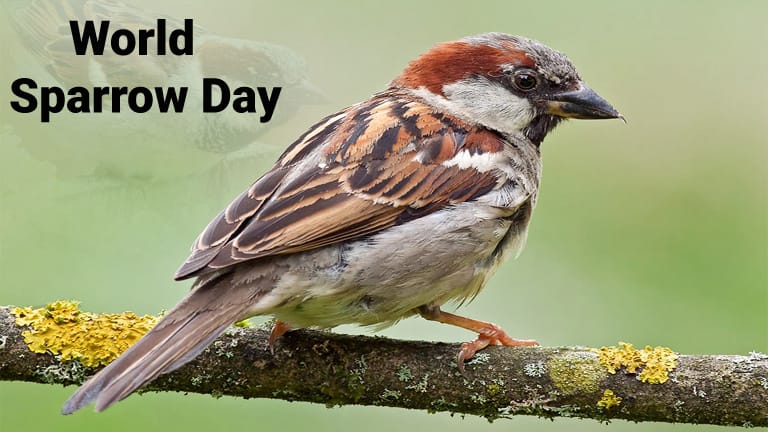 world-sparrow-day-2025